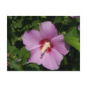Beauty in Pink postcards