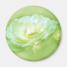 BEAUTY IN THE MIST - LIME MAGNETS