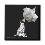 Beauty Innocence Dalmatian And Rose Flower Magnet