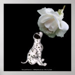 Beauty Innocence Dalmatian And Rose Poster Print