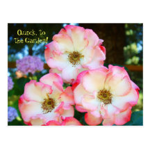 Beauty Lies within the Garden! postcards Roses