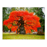 Beauty of Autumn Post Cards