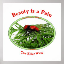 Beauty Pain Cow Killer Wasp Posters