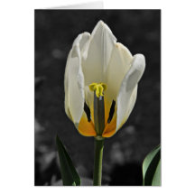 Beauty Revealed Greeting Cards