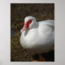 Beauty the Muscovy Hen Print