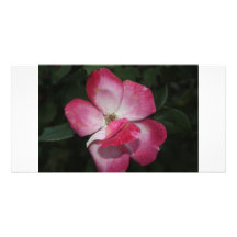 Beauty With In Photo Greeting Card