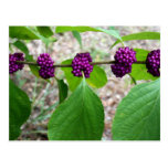 Beautyberry - Verbena Postcard