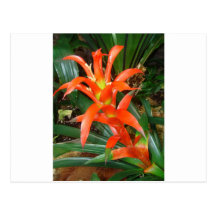 Beaux rouges floraison exotique cartes postales