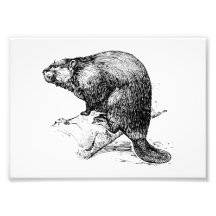 Beaver #1 photo art