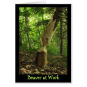 Beaver at Work cards