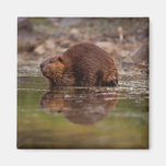 beaver, Castor canadensis, goes for a swim in Magnets
