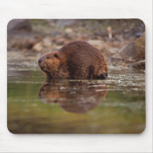 beaver, Castor canadensis, goes for a swim in Mouse Pad