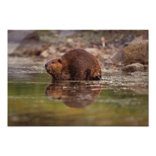 beaver, Castor canadensis, goes for a swim in Art Photo