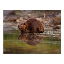beaver, Castor canadensis, goes for a swim in Postcard