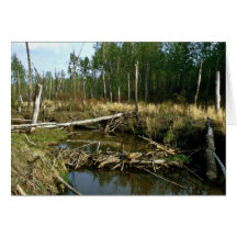 Beaver Dam Greeting Card