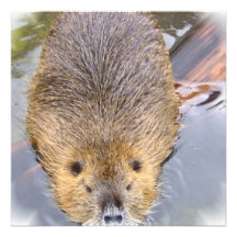 Beaver Invitation
