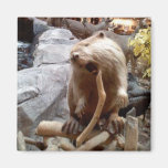 Beaver Magnets