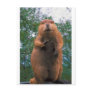 Beaver Postcard