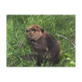 Beaver Post Card