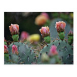 Beavertail Cactus Pink flowers Postcard