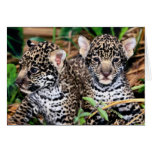 Bébé Jaguar CUB Carte