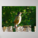 Bébé Robin Posters