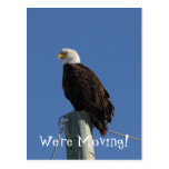 BEBS Bald Eagle Blue Sky Postcard