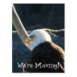 BEC Bald Eagle Contemplation Post Cards