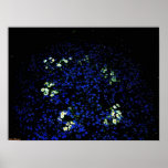 Bed of Flowers 2 Poster