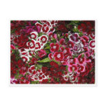 Bed of Pink Dianthus Postcard