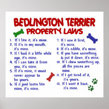 BEDDLINGTON TERRIER PL2 PRINT