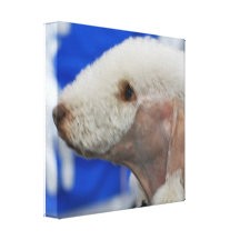 Bedlington Terrier Canvas Print