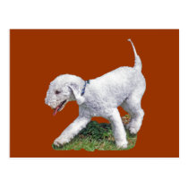 Bedlington Terrier Post Card postcards