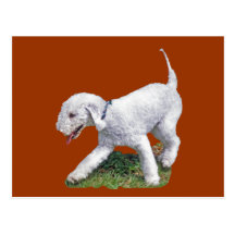Bedlington Terrier Post Card