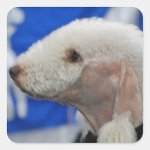 Bedlington Terrier  Stickers