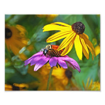 Bee and Blossoms Photographic Print