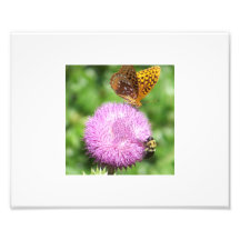 Bee and Butterfly on wild Thistle Photo Art