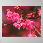 Bee and Cherry Blossoms Print