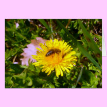 Bee and dandelion cards