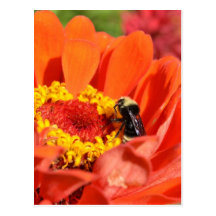 Bee and Orange Zinnia Postcard
