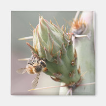Bee and Prickly Pear Magnet