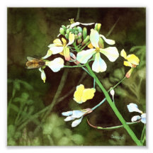 Bee and Wild Mustard - Floral Art Print Photo