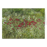 Bee Balm (Bergamont) in August Cards