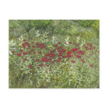Bee Balm (Bergamont) in August Post Cards
