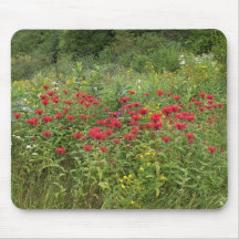 Bee Balm (Bergamot) Mouse Mats