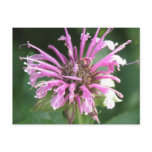 Bee Balm Flower Postcard