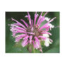 Bee Balm Flower Postcard