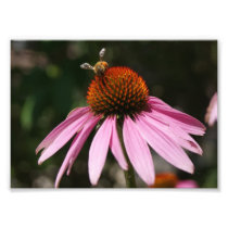 Bee Buzz 7x5 Photographic Print
