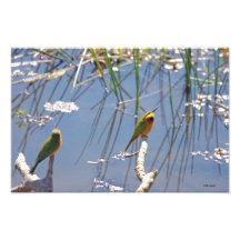 Bee Eater 2 Photo