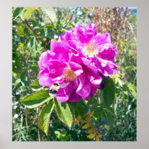 Bee Flying To A Rose Poster
